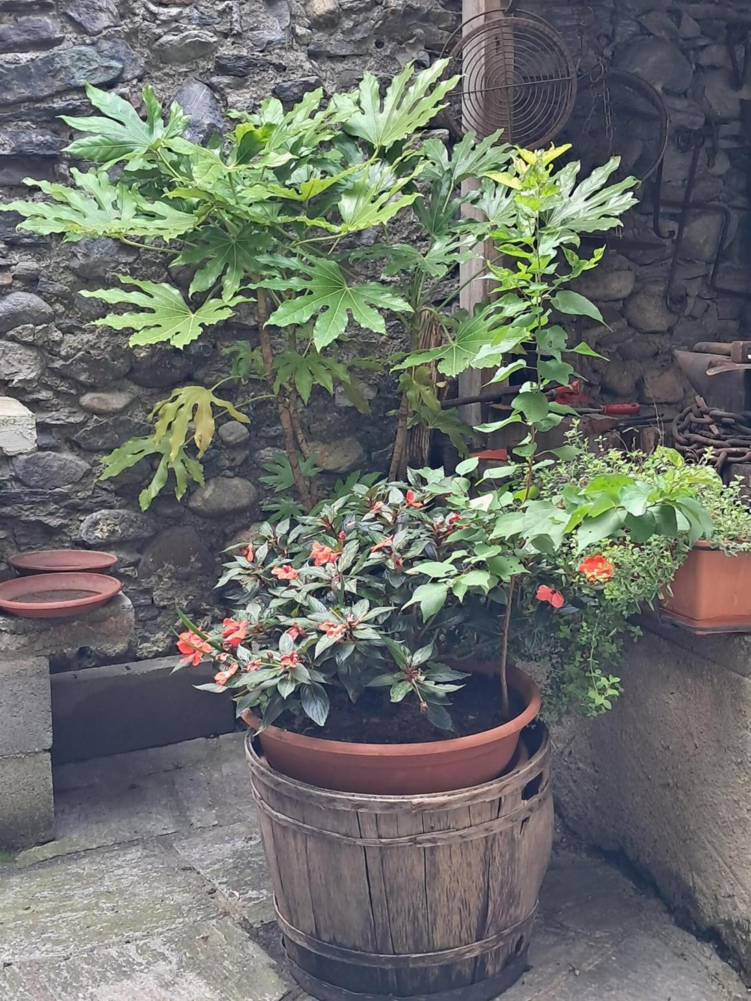 Castelveccana Nonna Anita Bed & Breakfast エクステリア 写真