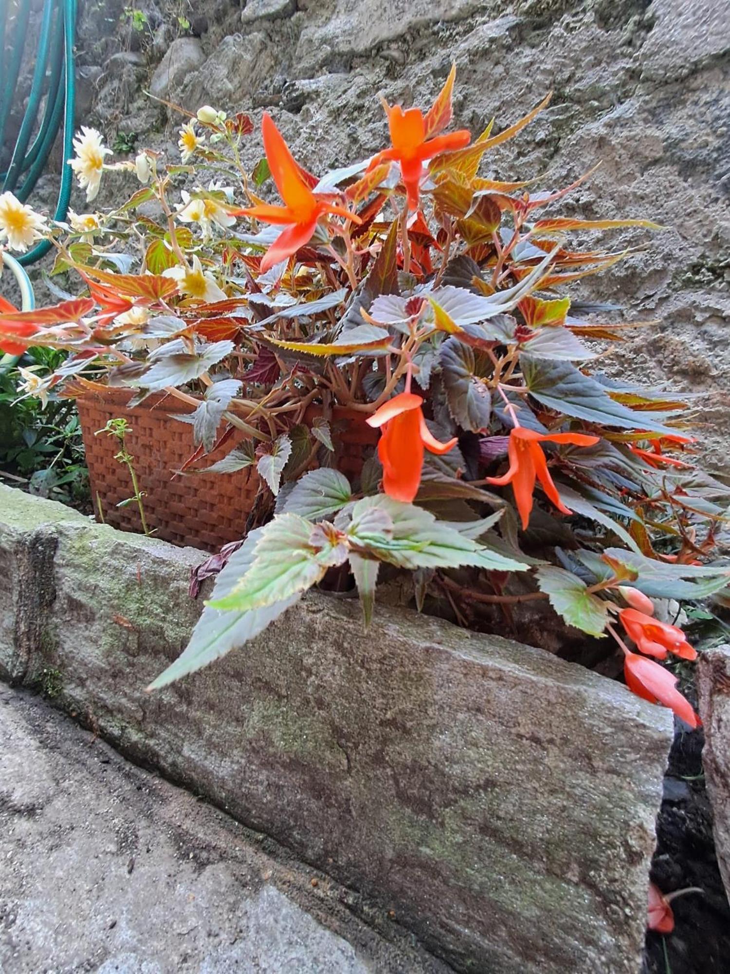 Castelveccana Nonna Anita Bed & Breakfast エクステリア 写真
